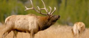 husband-returns-home-to-find-wife-trampled-to-death-after-apparent-elk-attack,-officials-say