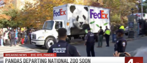 end-of-an-era:-china-reclaims-pandas-from-the-dc-zoo-after-over-two-decades-of-freedom