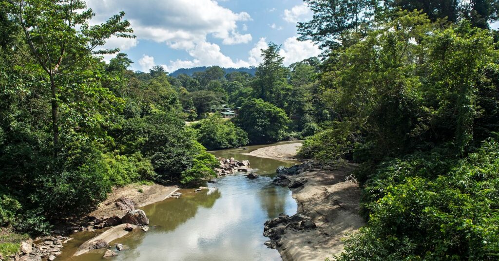 the-‘parasite-of-parasites’-has-been-discovered-in-the-tropical-forests-of-borneo