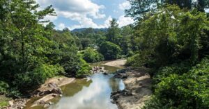 the-‘parasite-of-parasites’-has-been-discovered-in-the-tropical-forests-of-borneo