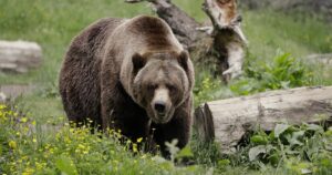 washington-residents-rip-biden-officials-seeking-to-release-grizzly-bears-near-communities