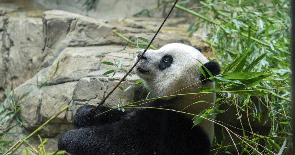 panda-express:-animal-lovers-bid-farewell-to-furry-friends-leaving-dc-zoo