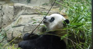 panda-express:-animal-lovers-bid-farewell-to-furry-friends-leaving-dc-zoo