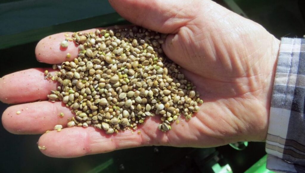 hemp-ban-delayed-by-four-weeks-after-stopgap-funding-bill-passes