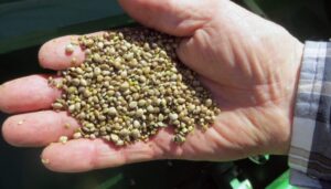 hemp-ban-delayed-by-four-weeks-after-stopgap-funding-bill-passes