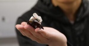these-cyborg-cockroaches-could-save-your-life