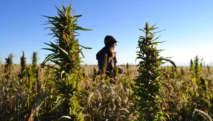hemp-ban-would-shut-down-68%-of-us-industry,-report-finds