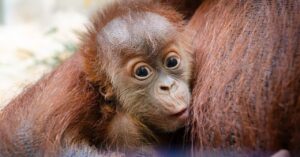 how-an-orangutan-breeding-program-is-creating-a-baby-boom