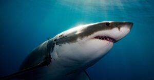 why-it-seems-like-great-white-sharks-are-overrunning-maine
