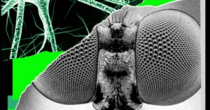 i-trained-a-fly’s-brain-to-generate-wired-story-ideas