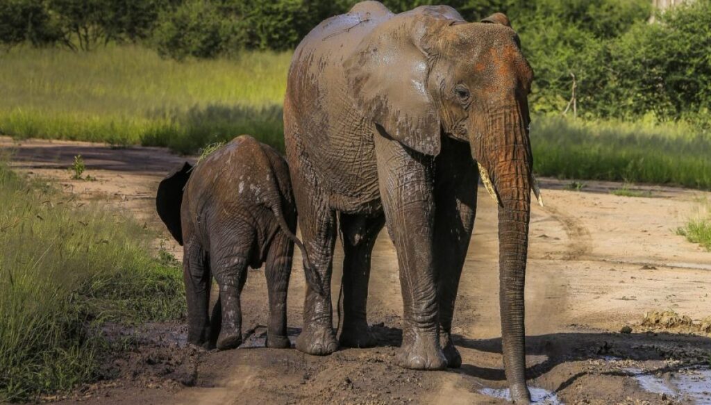 elephant-tranquilizer,-far-stronger-than-fentanyl,-is-newest-us-drug-threat