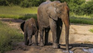 elephant-tranquilizer,-far-stronger-than-fentanyl,-is-newest-us-drug-threat