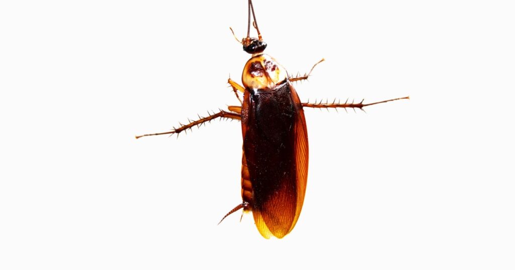 could-a-cockroach-survive-a-fall-from-space?