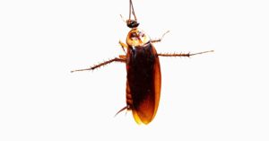 could-a-cockroach-survive-a-fall-from-space?