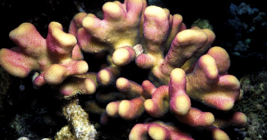 scientists-have-been-freezing-corals-for-decades.-now-they’re-learning-how-to-wake-them-up