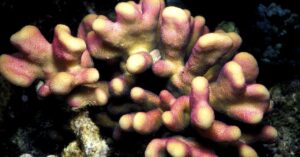 scientists-have-been-freezing-corals-for-decades.-now-they’re-learning-how-to-wake-them-up