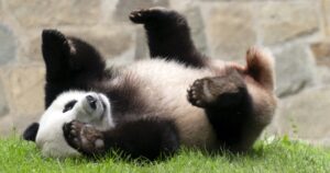 what-happens-to-the-smithsonian-giant-panda-exhibit-following-bears’-departure?