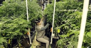 first-proposal-made-for-ohio-marijuana-tax-revenue