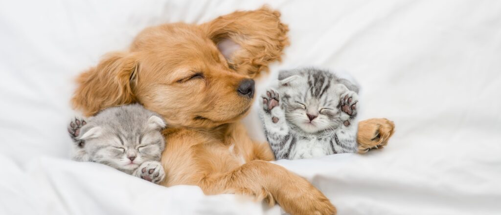 massive-recalls-announced-over-bacterial-contamination-in-pet-food