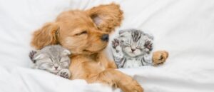 massive-recalls-announced-over-bacterial-contamination-in-pet-food
