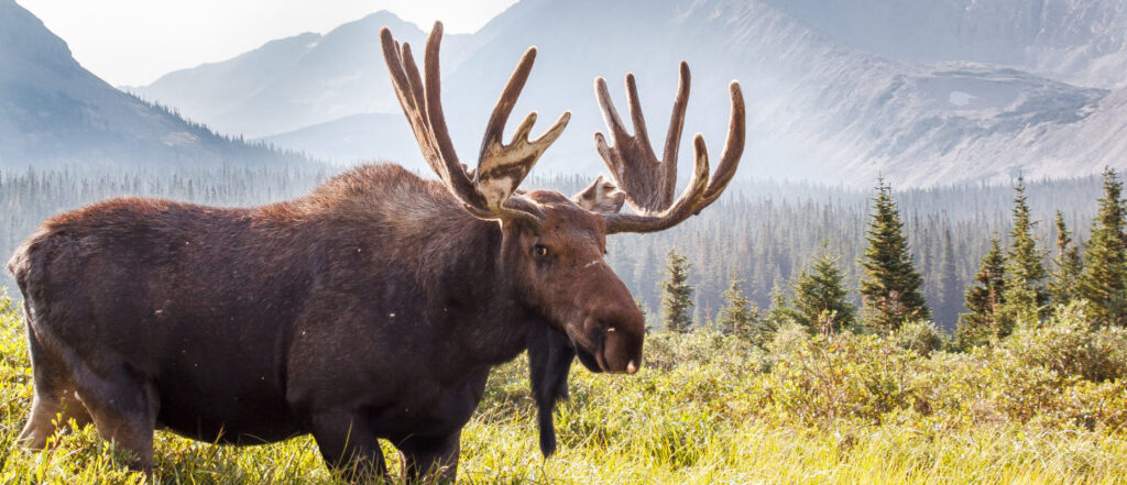 game-wardens-seek-suspect-in-double-moose-murder