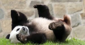 panda-diplomacy-with-china-falls-short-on-biden-xi-summit-priority-list