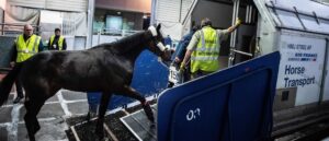 horse-gets-loose-on-cargo-plane-mid-flight