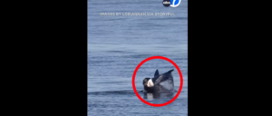 video-shows-california-sea-lion-taking-down,-ripping-apart-shark