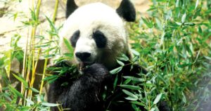 not-panda-less-for-long:-xi-jinping-hints-china-will-send-more-giant-pandas-to-us-zoos