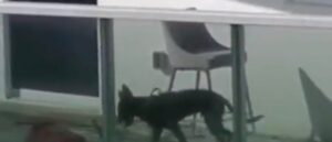 unattended-dog-dies-after-falling-over-30-floors-from-miami-balcony
