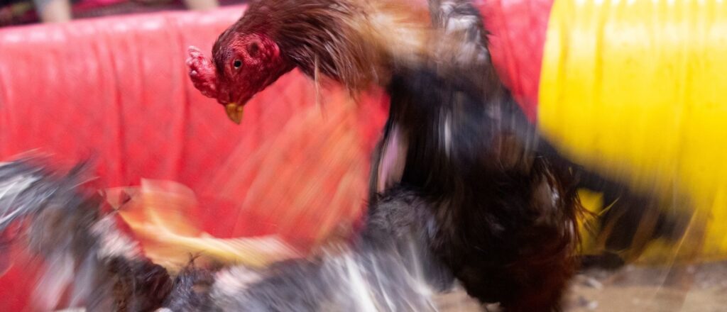 ‘an-embarrassment’:-oklahoma-gov.-kevin-stitt-criticized-for-supporting-cockfighting