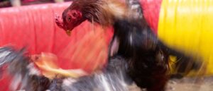 ‘an-embarrassment’:-oklahoma-gov.-kevin-stitt-criticized-for-supporting-cockfighting