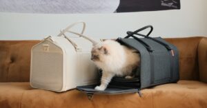 this-folding-cat-carrier-makes-vet-visits-so-much-easier