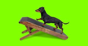this-sturdy-wood-ramp-is-my-favorite-dog-accessory-of-the-year