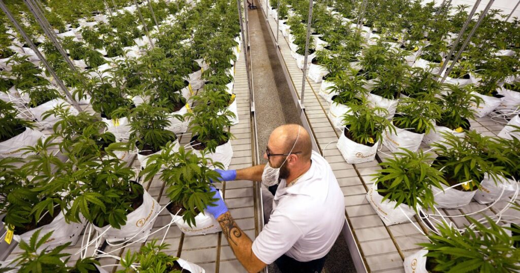 missouri-revokes-marijuana-manufacturing-license-four-months-after-suspension