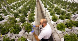 missouri-revokes-marijuana-manufacturing-license-four-months-after-suspension