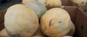 salmonella-outbreak-sparks-recall-across-15-states