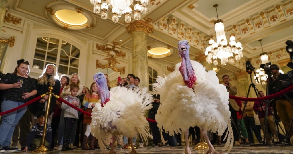 who-are-the-turkeys-set-to-be-pardoned-by-biden-this-week?