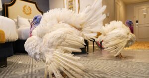 report:-virginia’s-thanksgiving-meal-more-expensive-than-national-average