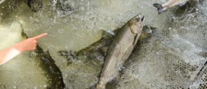 blue-state-to-shell-out-billions-on-fish-as-transportation-infrastructure-crumbles