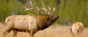 rare-‘zombie’-disease-kills-deer-in-yellowstone-national-park