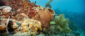 police-charge-key-west-man-with-felony-for-allegedly-eating-‘florida’s-spectacular-sea-snail’