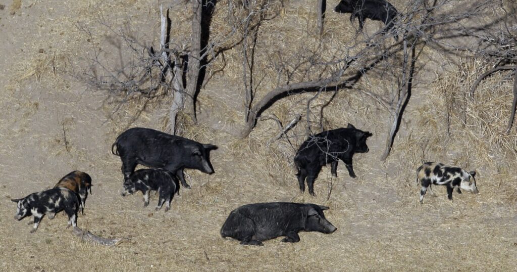 canadian-‘super-pigs’-threaten-to-invade-and-overwhelm-us