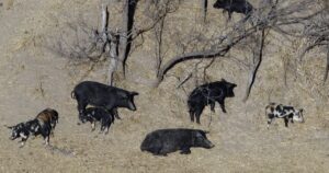 canadian-‘super-pigs’-threaten-to-invade-and-overwhelm-us