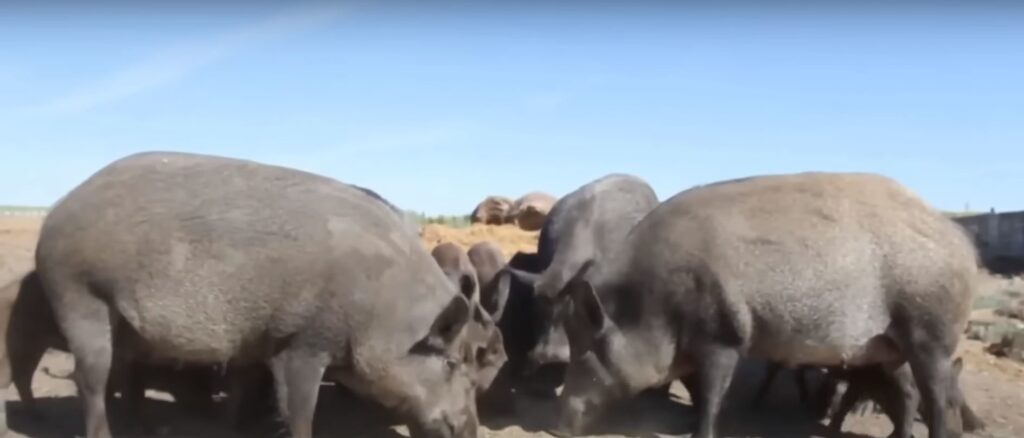 invasive-‘super-pigs’-threaten-to-cross-from-canada-into-the-us.