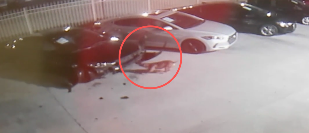 video-shows-mystery-dogs-cause-up-to-$350,000-in-damage-at-car-dealership:-report