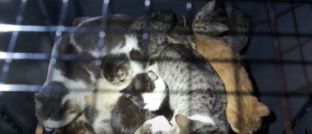 police-rescue-over-20-cats-from-locked-van-in-manhattan-as-temperatures-dip-below-freezing