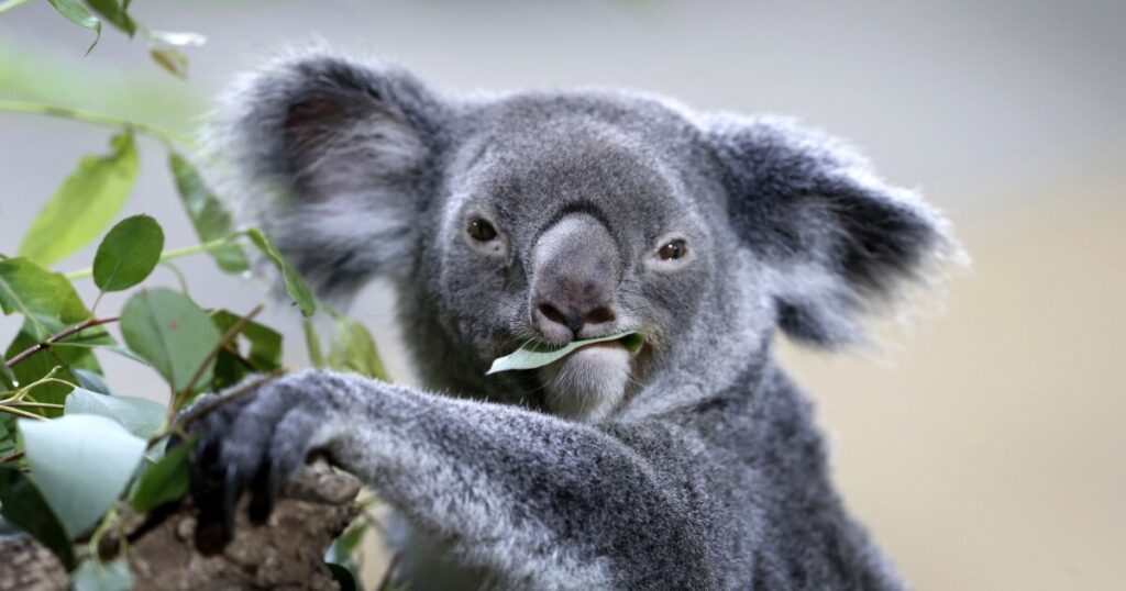 a-history-of-animal-diplomacy-involving-us-and-other-countries