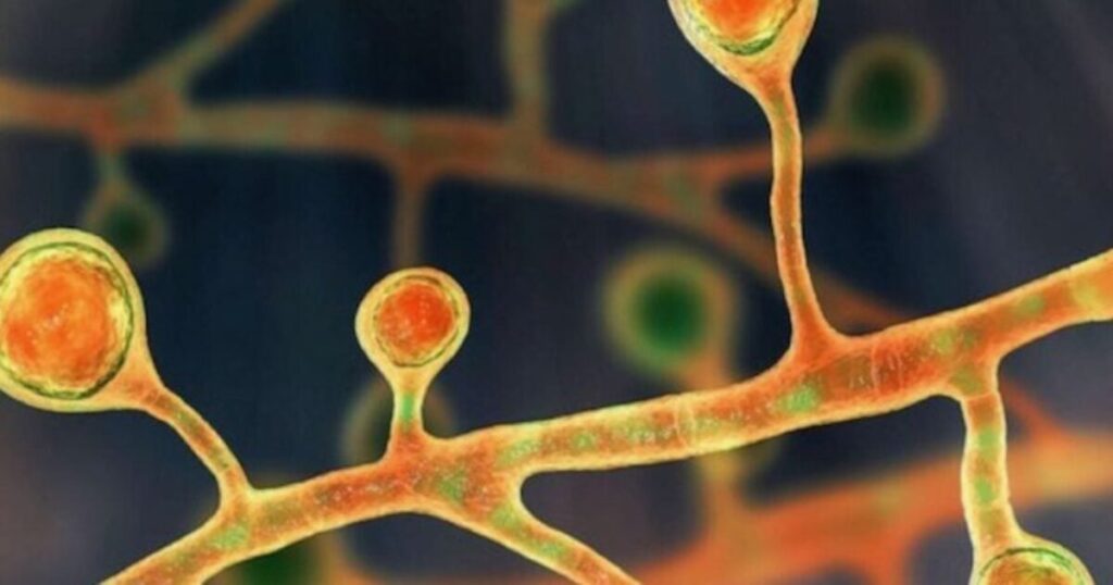 fatal-fruit:-salmonella-outbreak-kills-3-after-erupting-across-the-border,-infects-many-others
