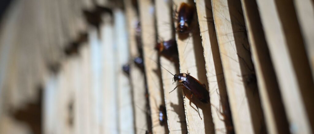 restaurant-ordered-shut-after-at-least-25-live,-dead-roaches-found-throughout-kitchen:-report